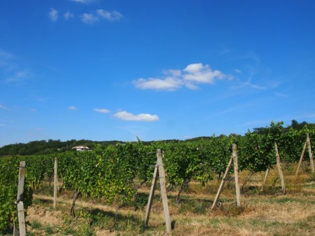 Tokajská vinohradnícka oblasť