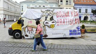 Mladá Bratislava, Dojná krava