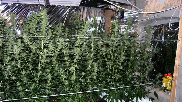 marihuana, drogy