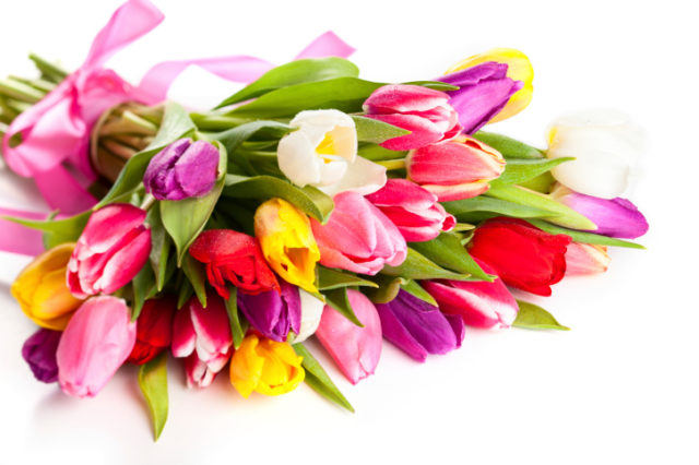 Kytica, tulipán, kvety