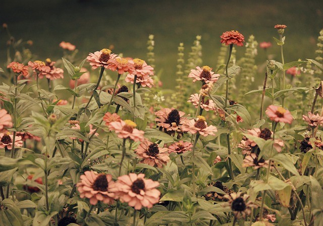 Bylinky kvety_pixabay 2.jpg