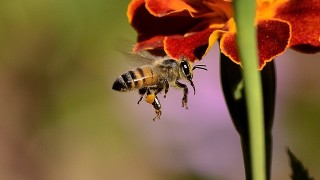 včela, kvet