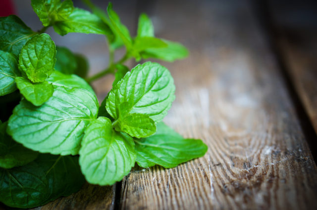 Fresh mint on rustic wooden background