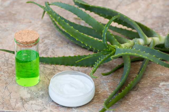 Aloe vera