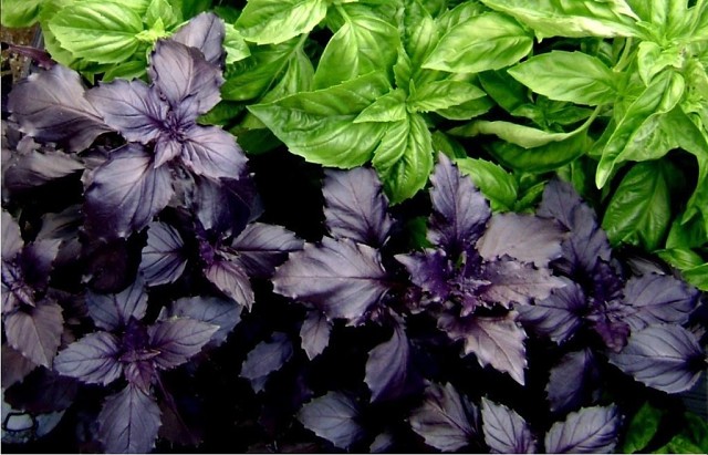 silné prírodné antbiotikum, bazalka, liečivá rastlina