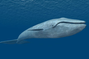 Modrá veľryba, oceán