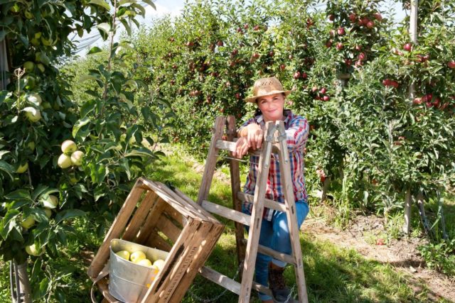Ovocie z boni fructidunajska luzna 1.jpg