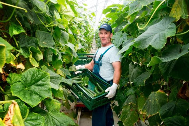 Zelenina z firmy vita zel v marcelovej 1.jpg