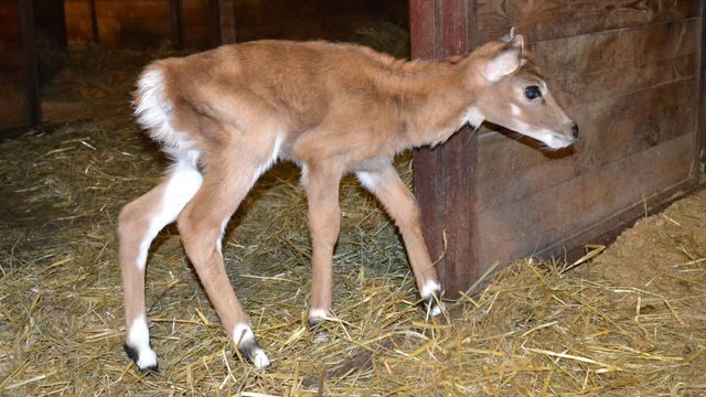ZOO: Narodenie mláďaťa antilopy nilgau