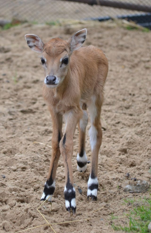 ZOO: Narodenie mláïaa antilopy nilgau