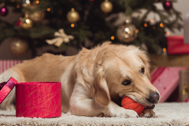 Veterinári varujú: Táto obľúbená ľudská pochúťka môže privodiť psom smrť