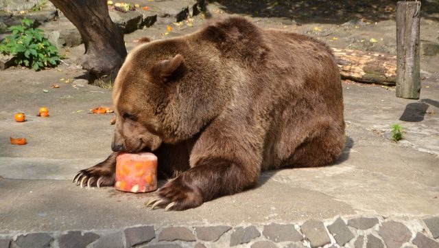Zoo medved s nanukom.jpg