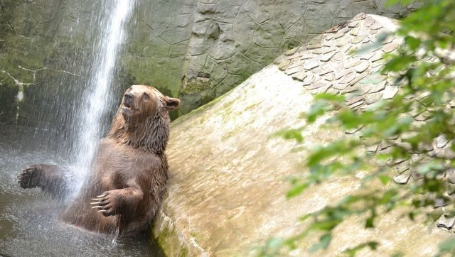Zoo medved v sprche.jpg