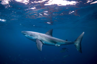 žralok v Chorvátsku
