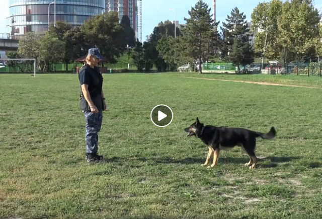 Mestska policia trening psy vychova deti skolka petrzalka.jpg