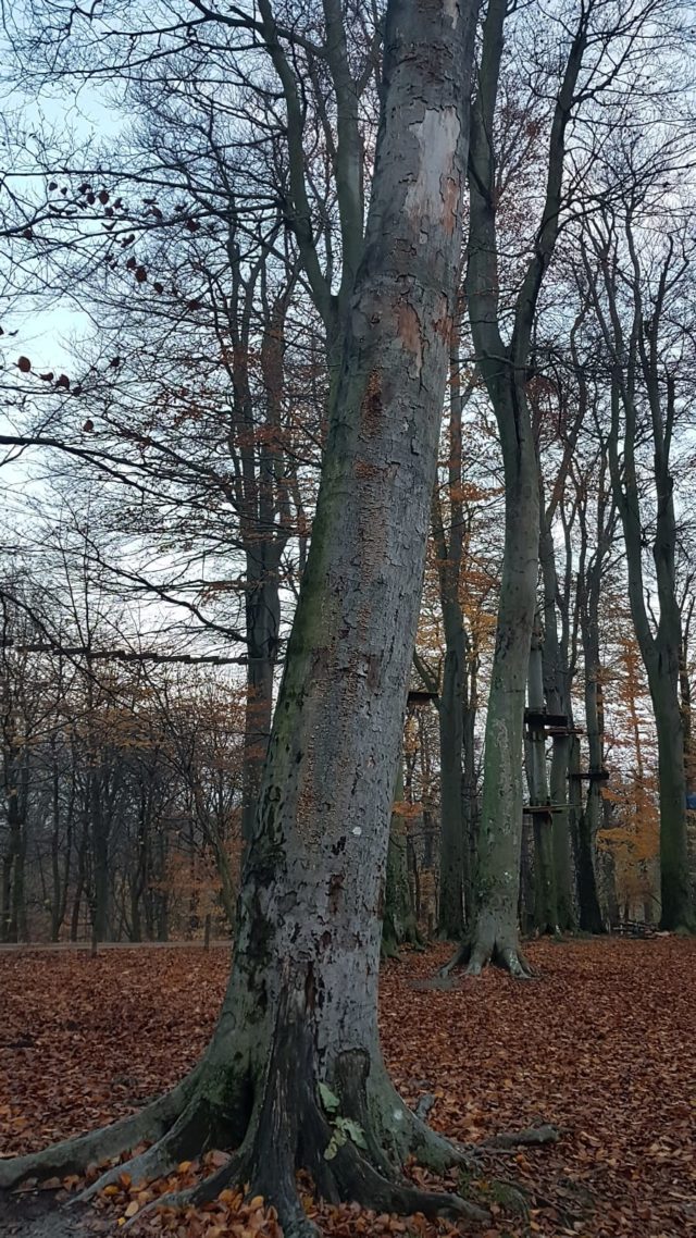 Suchy strom kamzik.jpg