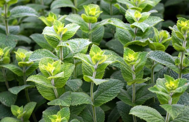 Peppermint 3481470_1280.jpg