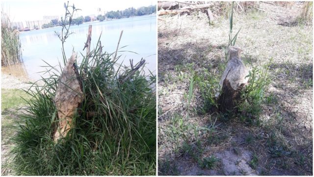 Poškodené stromy od bobrov Chorvátske rameno