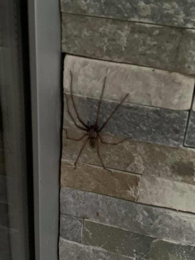 Veľký pavúk v Petržalke