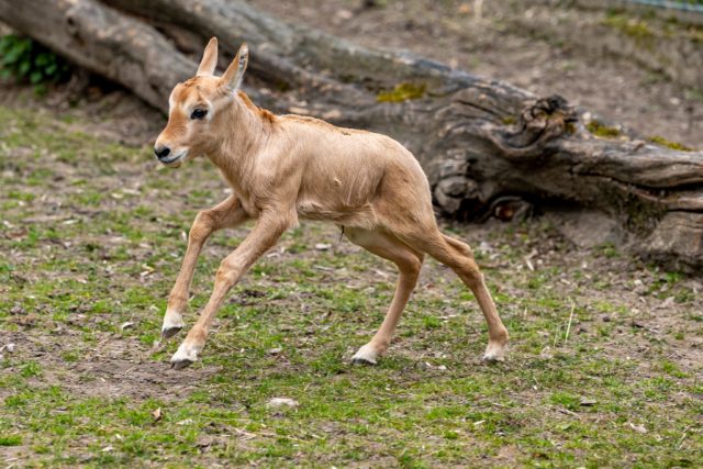 Do bratislavskej ZOO sa narodila malá púštna antilopa