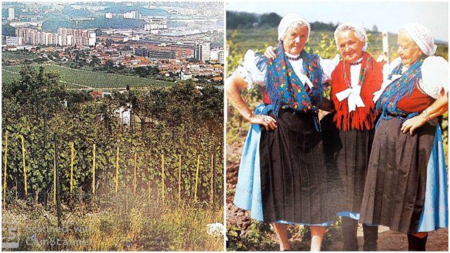 História bratislavských viníc