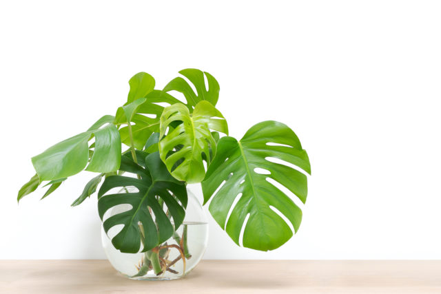 filodendron