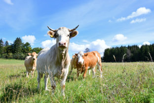 Cow herd in the Rhön
