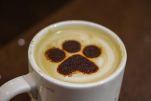 Mačacia kaviareň