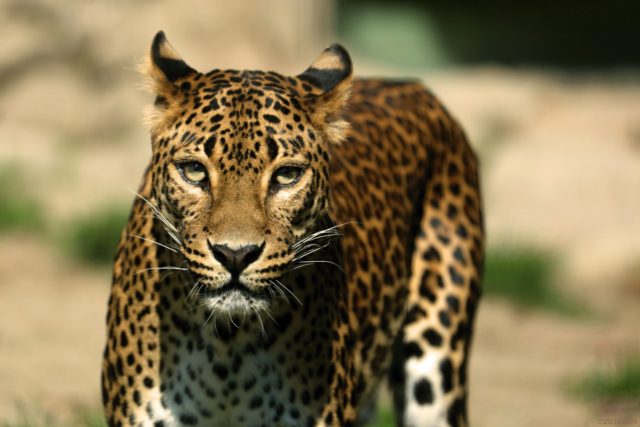 Leopard cejlónsky zomrel v ZOO BA