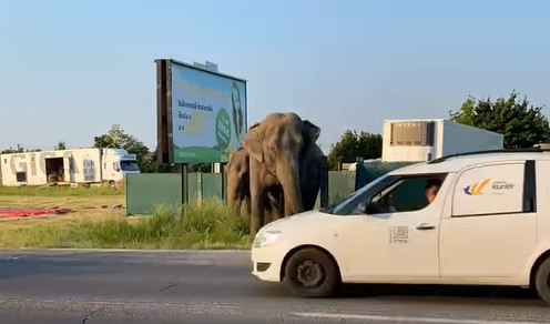 Slony v Dunajskej Lužnej