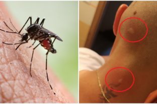 Komáre v Devínskej Novej Vsi