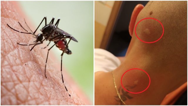 Komáre v Devínskej Novej Vsi