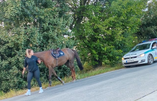 Policajt s koňom pri Bratislave