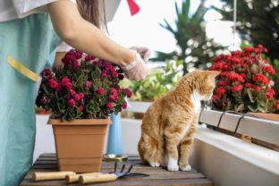 Sadenie kvetov na balkóne s mačkou.