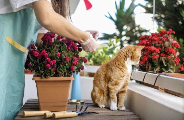 Sadenie kvetov na balkóne s mačkou.
