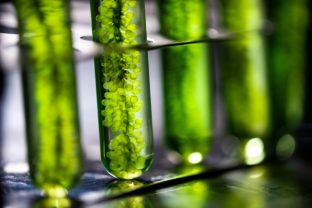Činnosť spoločnosti L’Oréal v oblasti zelených vied naberá na obrátkach vďaka nadobudnutiu menšinového podielu vo francúzskej biotechnologickej spoločnosti Microphyt