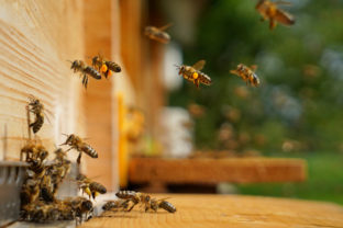 včely, úľ