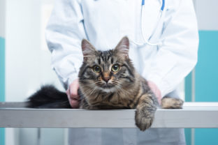 Pozrite sa na prehľad piatich najčastejších chorôb mačiek