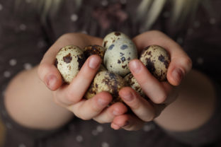 Prečítajte si, aké sú prepeličie vajcia prospešné ľudskému zdraviu, a poznačte si recept na obohatenie vášho stola