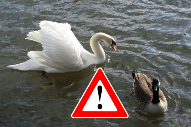 Labut kacica pozor varovanie prikrmovanie.jpg