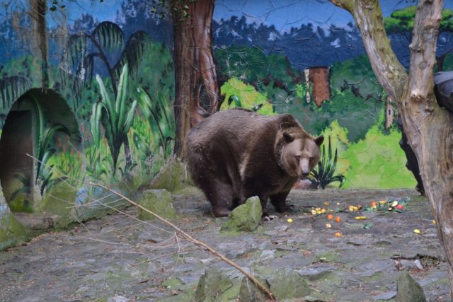 Nový výbeh v ZOO pre medveďa