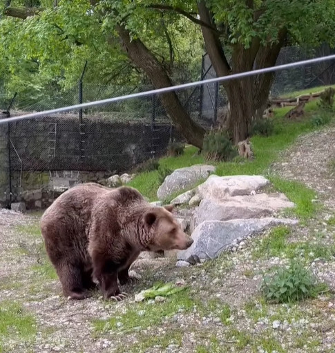 Nový výbeh v ZOO pre medveďa