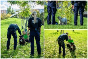 Kolaz bratislava mestska policia psickari pes pravidla.jpg