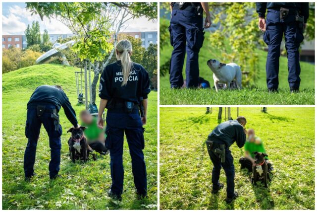 Kolaz bratislava mestska policia psickari pes pravidla.jpg