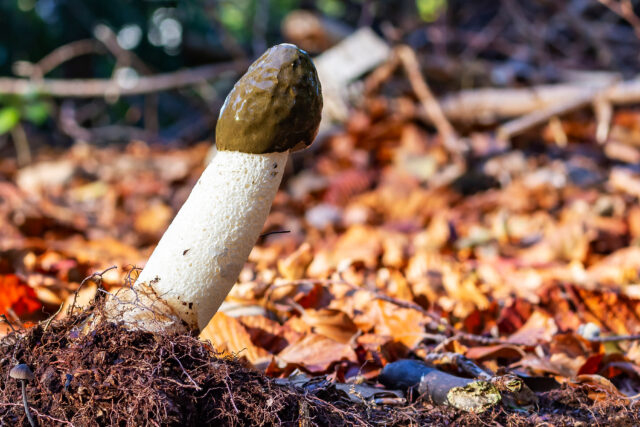 Phallus impudicus