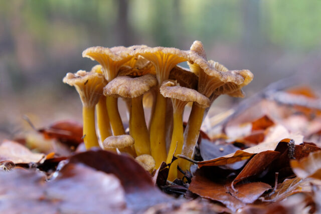 Craterellus tubaeformis