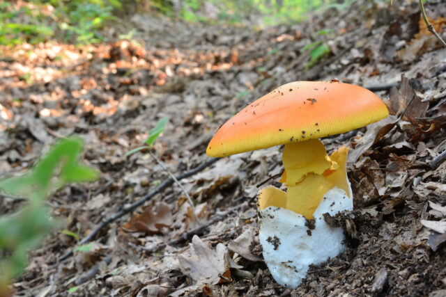 Amanita caesarea