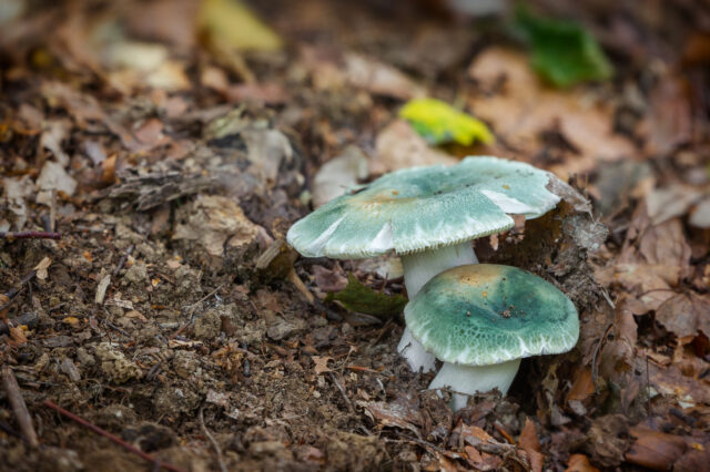 russula virescens