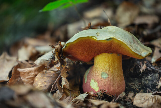 Rubroboletus satanas