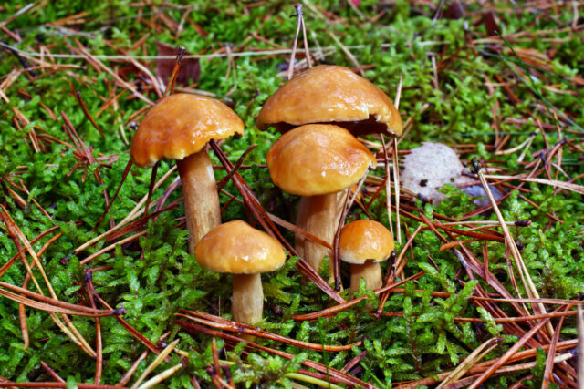 Suillus bovinus